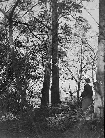 TREE WITH PHOTOGRAPHER